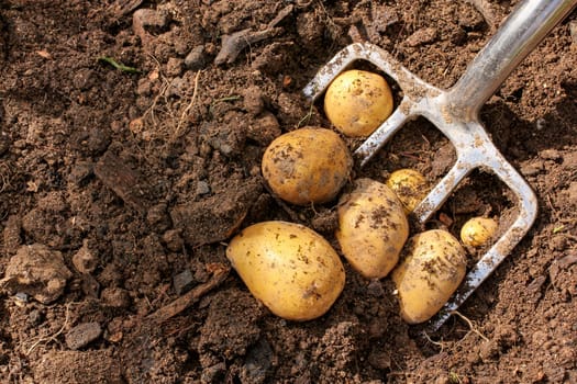 Potato harvest in the field,potato harvest