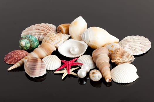 The exotic sea shell . treasure from the sea