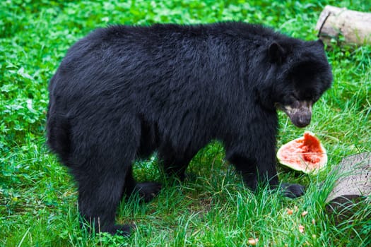 Black Bear