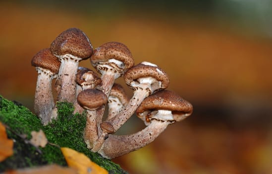 Honey fungus
