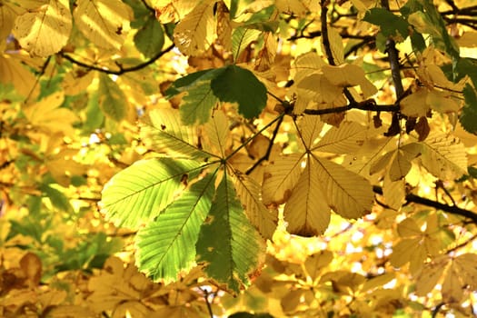 Chestnut tree in autumn