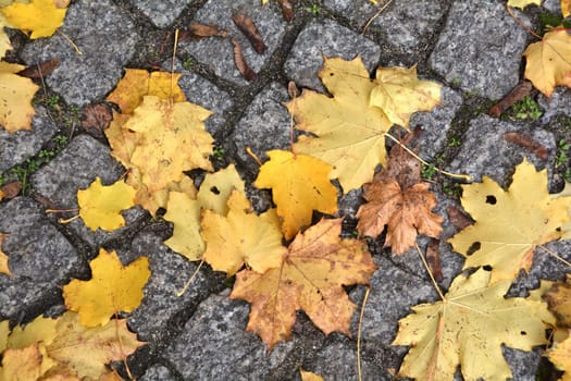 Autumn leaves on the street