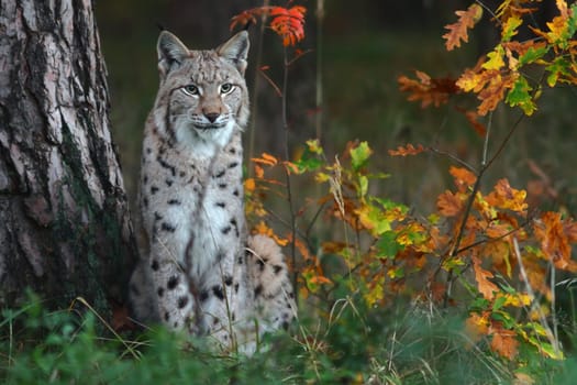 The lynx (Lynx)