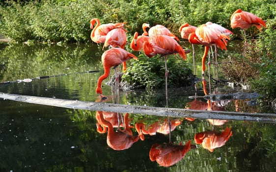 Flamingos