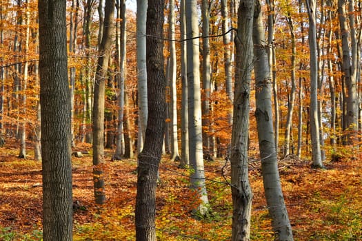Forest in autumn,landscape with foliage on the ground