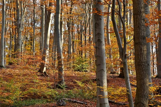 Forest in autumn,landscape with foliage on the ground