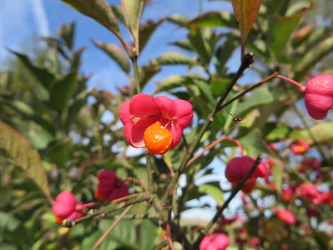 Euonymus europaeus