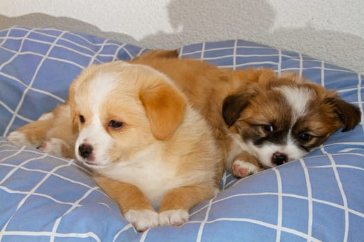 Two 6-week-old puppies cuddle together on their dog blanket.