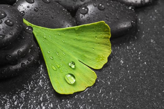 Ginkgo leaf with water drops