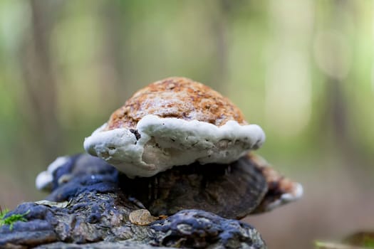 Fire sponge - Phellinus taken on waste wood - macro image