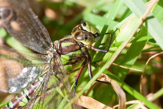 Blue-green mosaic maiden - Aeshna cyanea in the grass - macro shot