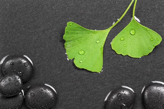 Ginkgo biloba with stones in water