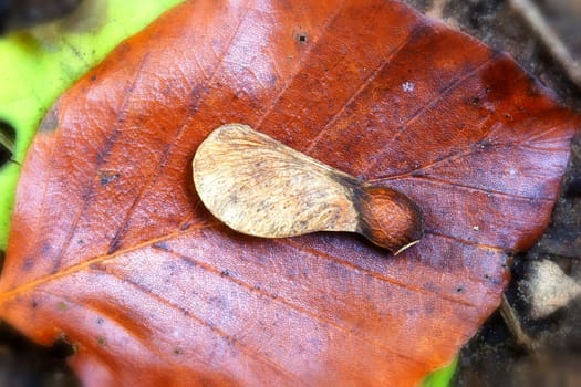 Leaf in autumnal colours - Maple fruit - Macro shot
