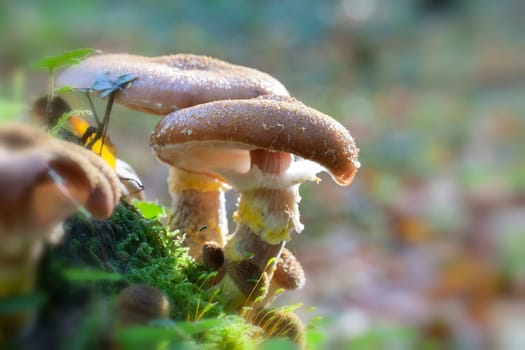 Hallima ash or honey mushrooms - Armillaria in a macro image