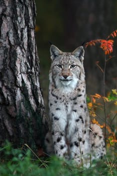 The lynx (Lynx)
