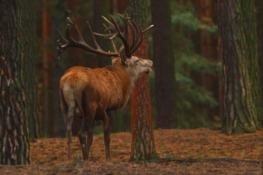The red deer (Cervus elaphus)