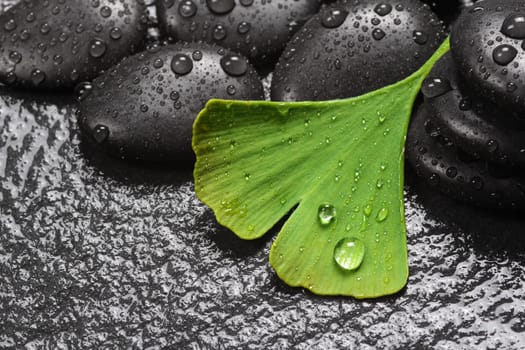 Medical plant,wellness with ginkgo