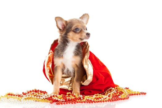 Chihuahua puppy for Christmas
