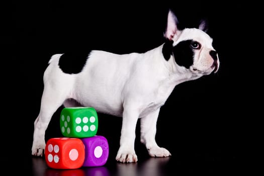 french bulldog on black background .