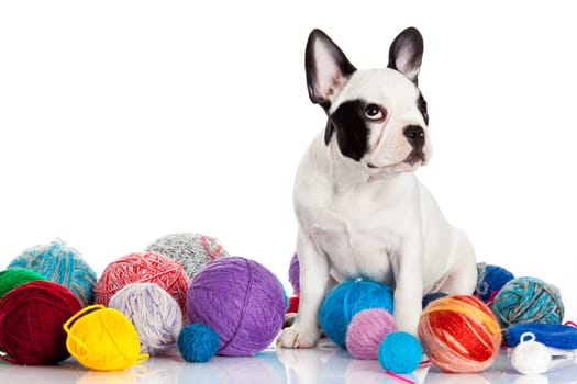 French Bulldog  puppy with a wool balls isolated on white background.