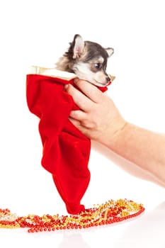 Chihuahua puppy for Christmas