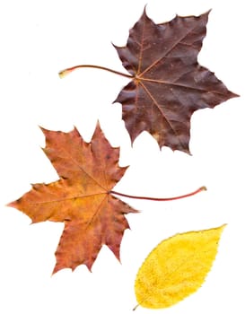 collection beautiful colorful autumn leaves isolated on white background.   colorful common Fall leaves