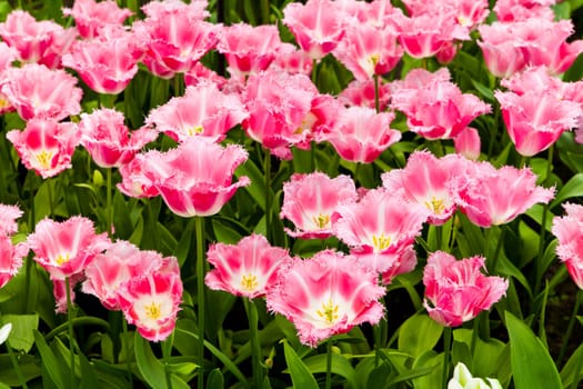 beautiful tulips field. Beautiful spring flowers. background of flowers
