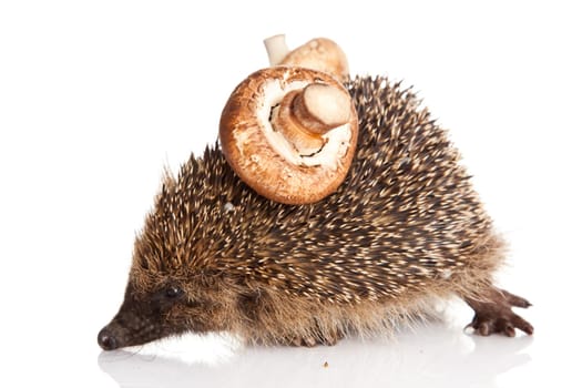 hedgehog on a white background. Hedgehog with mushroom