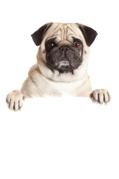 Pug Dog  with blank billboard. Dog above banner or sign. Pug dog portrait over white background