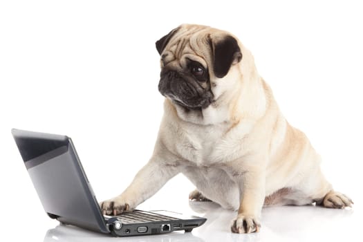 Pug Dog with laptop.