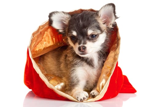 Chihuahua puppy for Christmas