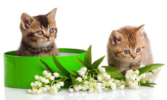 kitten in green gift box isolated on white.