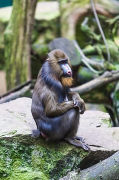 Portrait of a mandrill.