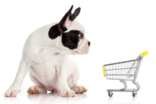 French Bulldog with shopping cart isolated on white. Funny little dog.