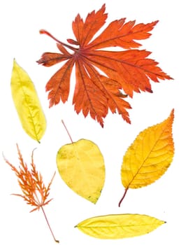 collection beautiful colorful autumn leaves isolated on white background.   colorful common Fall leaves