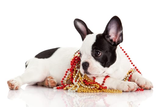 Adorable  French Bulldog  wearing  jewelery on white background. French bulldog puppy portrait over white background