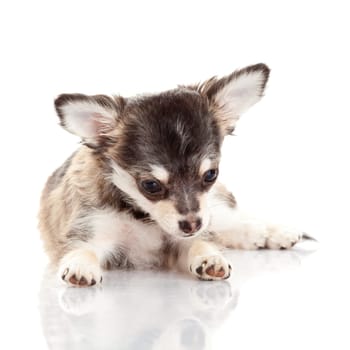 Chihuahua . Cute Chihuahua dog on a white background.