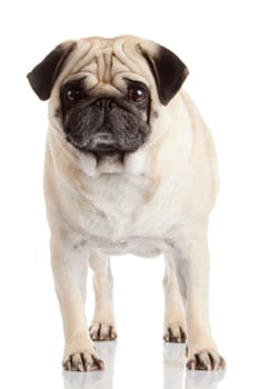 pug dog isolated on a white background
