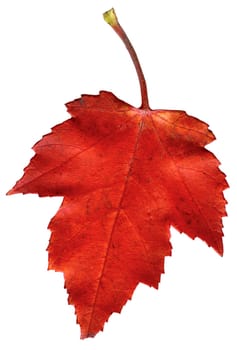 Colorful autumn leave isolated on white.