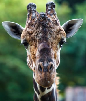 Close up shot of giraffe head. Giraffe portrait