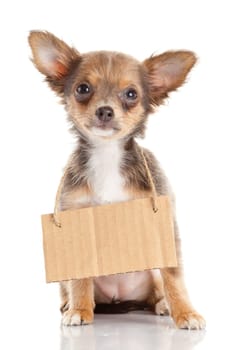 Chihuahua puppie  with empty cardboard.  Dog holding a homeless