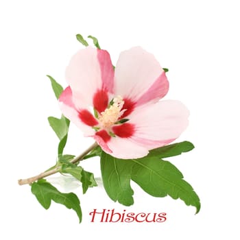 Hibiscus blossom