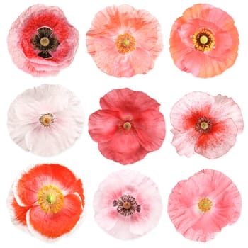 Different poppys,different corn poppys