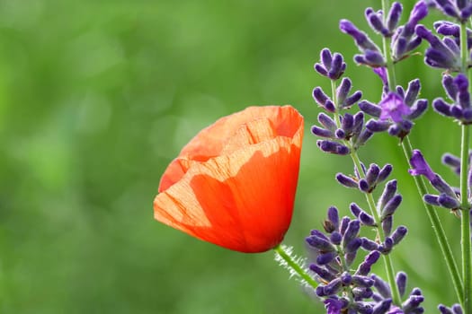 Lavender with corn poppy