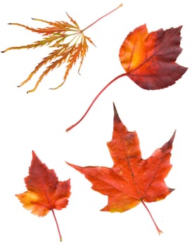 collection beautiful colorful autumn leaves isolated on white background.   colorful common Fall leaves