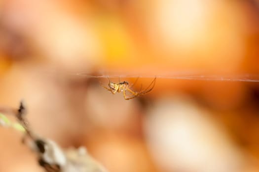 Autumn spider - Metellina in web - macro image