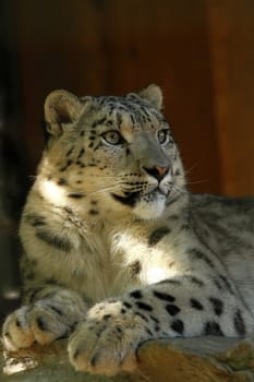Snow leopard