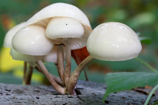 Beech slime - Oudemansiella mucida in a macro image