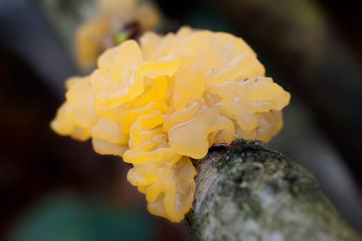 Golden yellow trembling taken on reclaimed wood - macro image