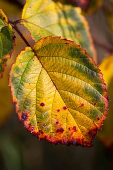Leaf in autumnal colours - macro shot